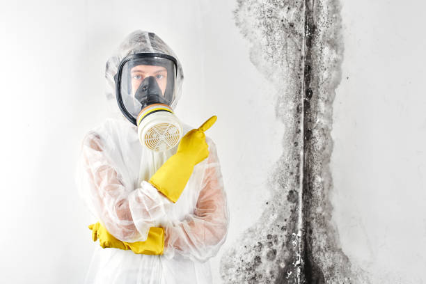 Best Mold Odor Removal Services  in Wilder, ID