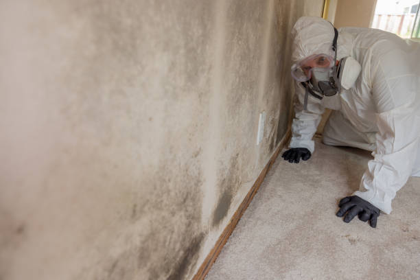 Why You Should Choose Our Mold Remediation Services in Wilder, ID