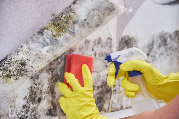 Best Environmental Consulting for Mold Prevention  in Wilder, ID